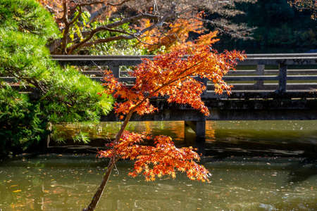 Fall foliageの写真素材