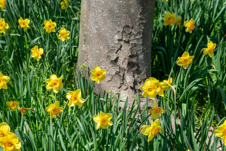 A park with daffodils in full bloom