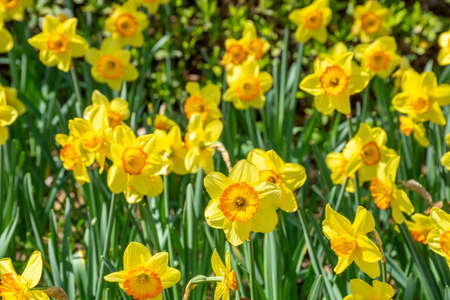 A park with daffodils in full bloomの写真素材