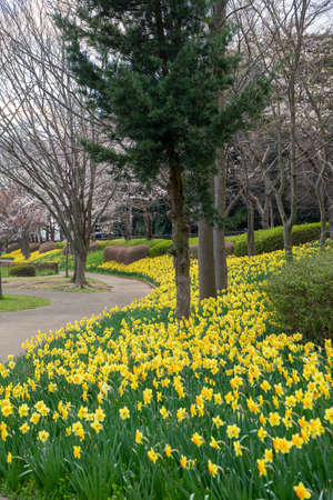 A park with daffodils in full bloomの写真素材
