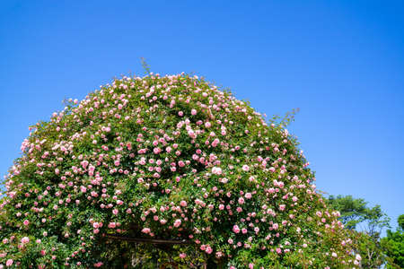 Rose gardenの写真素材