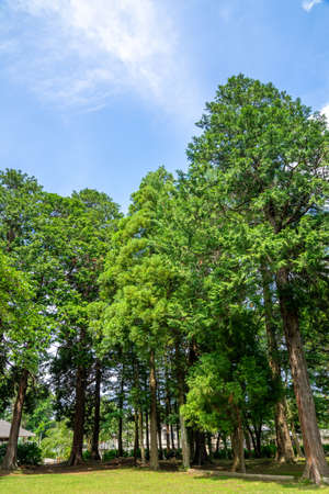 Fresh green and blue sky in the parkの写真素材