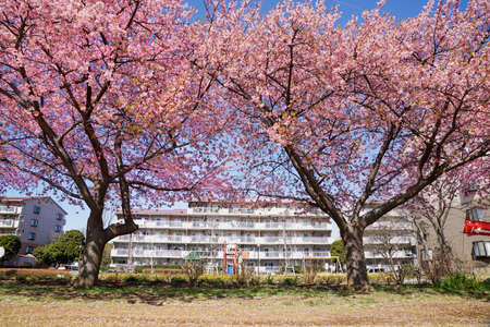 Cherry blossoms in full bloomの写真素材