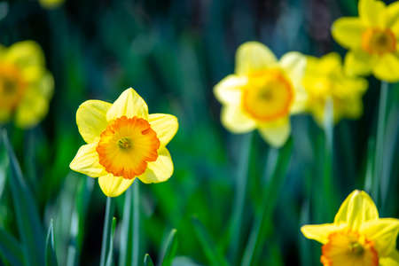 A park with daffodils in full bloomの写真素材