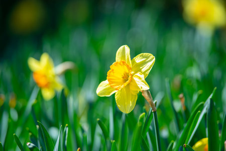 A park with daffodils in full bloomの写真素材