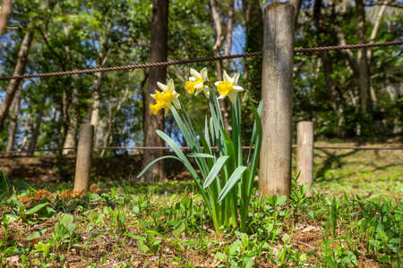 A park with daffodils in full bloomの写真素材