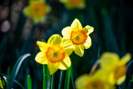 A park with daffodils in full bloom