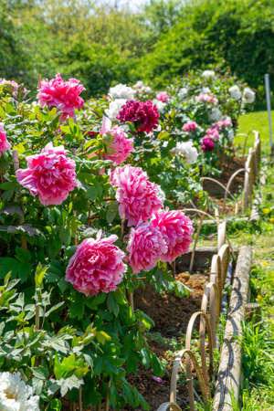 Peony in a sunny parkの写真素材