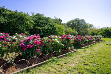 Peony in a sunny parkの写真素材