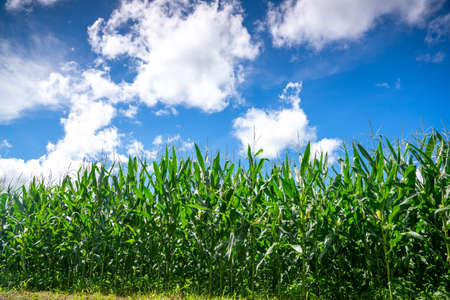 Cornfields and blue skiesの写真素材
