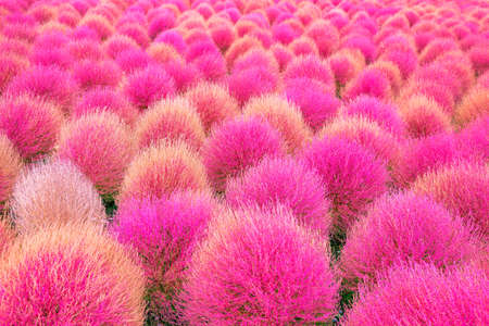 Seaside Park Garden Kochiaの写真素材