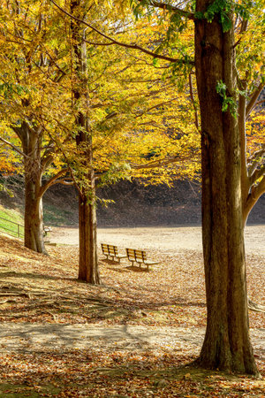 Fall foliage
