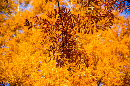 Fall foliageの写真素材