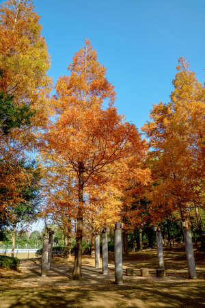 Fall foliageの写真素材