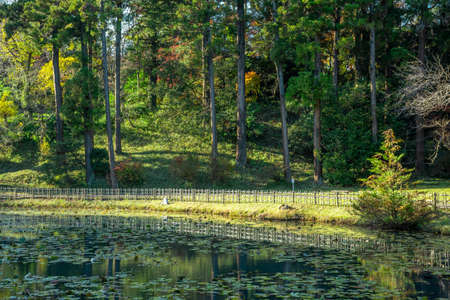 Park with Pondの写真素材