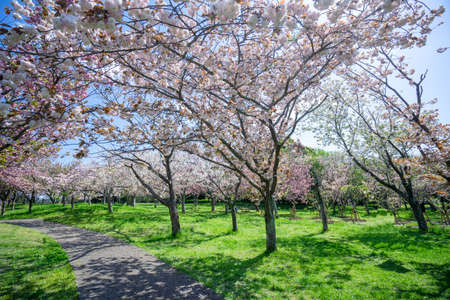 Cherry blossoms in full bloomの写真素材