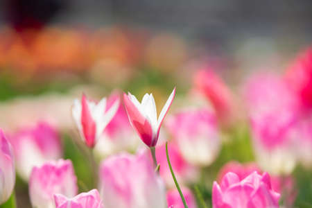 Tulip Field