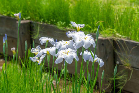 IRIS