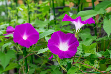 Morning glory