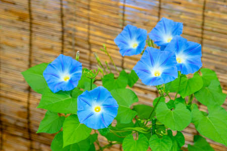 Morning glory