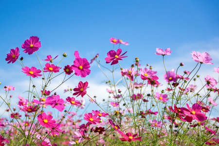 Cosmos fieldの写真素材