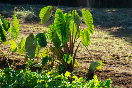 Taro field Large leaves of taro that are bright green in the backlightの写真素材