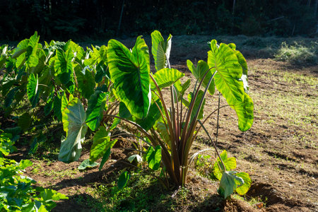 Taro field Large leaves of taro that are bright green in the backlightの写真素材