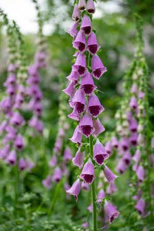 Digitalis