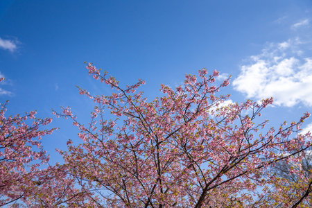 Wild Himalayan Cherry (Prunus cerasoides) with blue sky