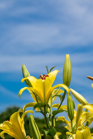 Yellow lily flower with blue sky background. Lilies are blooming in the garden.の写真素材