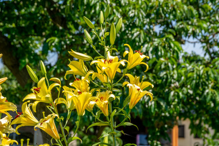 Yellow lily flowers blooming in the garden on sunny summer day.の写真素材