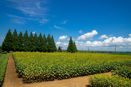 Sunflower field with blue sky and white cloud background.の写真素材