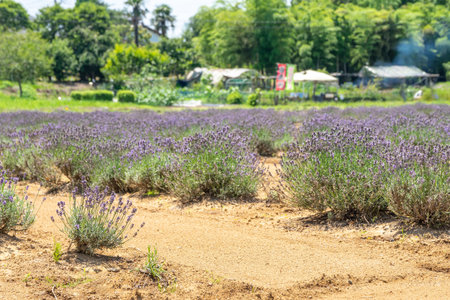 Lavender flowers blooming in the flower fieldの写真素材