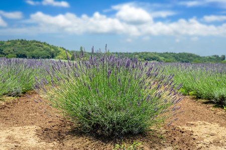 Lavender flowers blooming in the flower fieldの写真素材