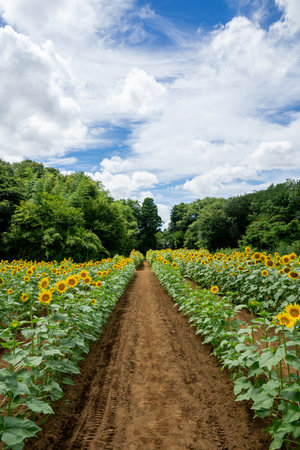 Field of sunflowers under blue sky and white clouds in summerの写真素材