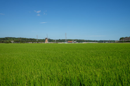 Rice field and windmill in the countryside of Rotterdamの写真素材