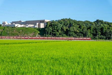 Lush green rice field and blue skyの写真素材