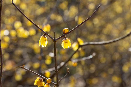 Wintersweet twig.
yellow flower on branch in winter.の写真素材