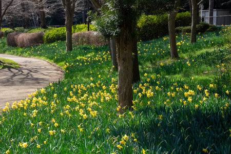 Afternoon park with daffodils in full bloomの写真素材