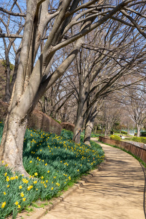 Afternoon park with daffodils in full bloomの写真素材