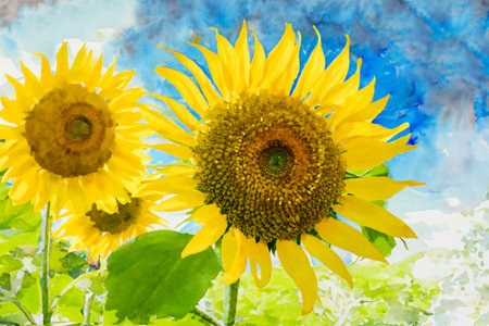 Sunflowers in the field on blue watercolor painting background.の写真素材