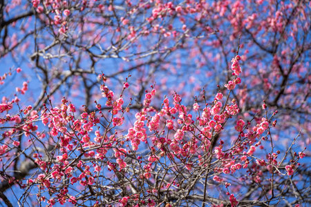 White flowers of Japanese apricot against the blue sky in spring