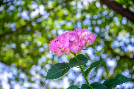 Hydrangea macrophylla or Pink Hydrangea flower in garden
