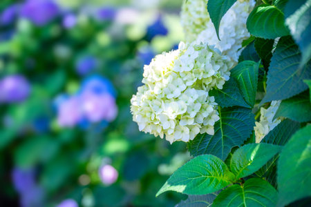 White hydrangea flowers in the garden on a sunny day