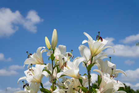 White lily flowers on a background of blue sky with clouds.の写真素材