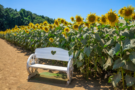 Sunflower field with old wooden bench and blue sky in summer.の写真素材