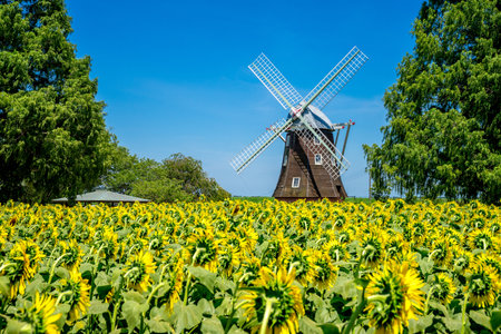 Sunflower on blue sky background. Sunflower blooming in the garden.の写真素材