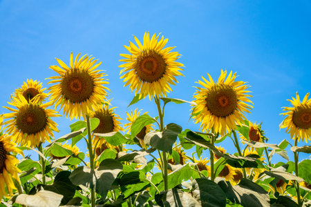 Sunflower field on a sunny day with blue sky in background.の写真素材