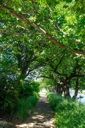 Walkway in the park with green tree and blue sky background.の写真素材