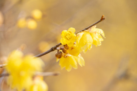 Wintersweet twig, yellow flower on branch in winter.の写真素材